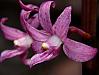 Dipodium roseum - Rosy Hyacinth Orchid.jpg